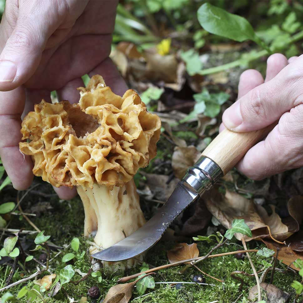 champignon