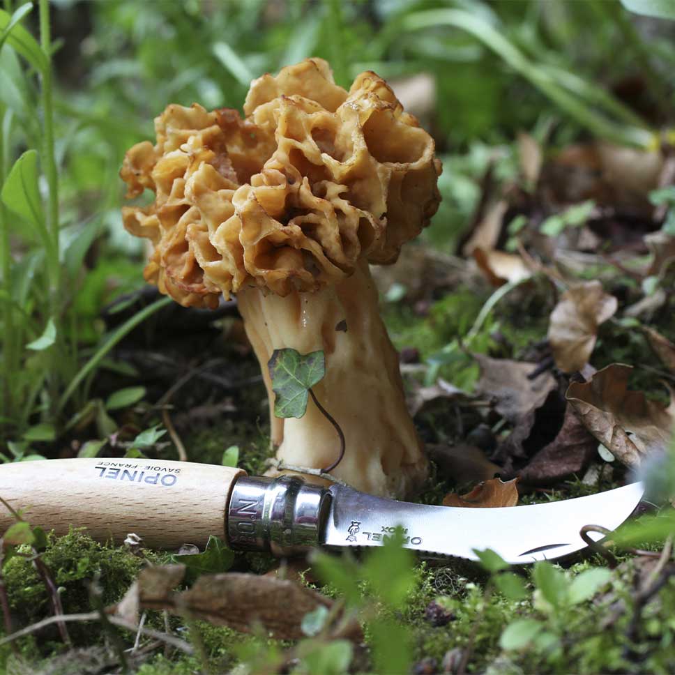 champignon.jpg-4