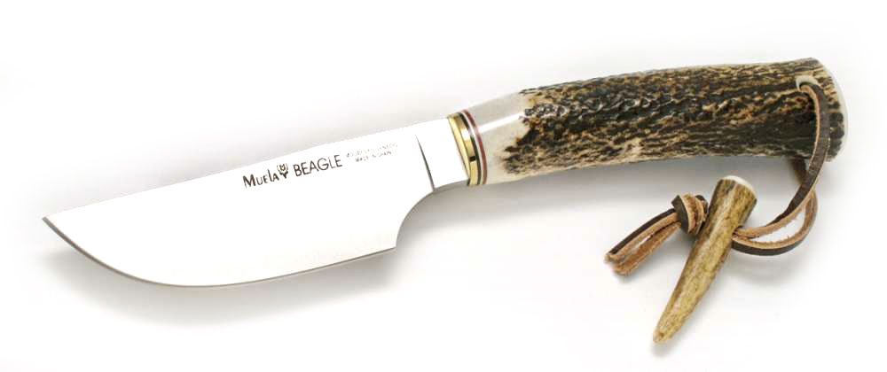 beagle-11a